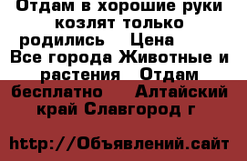 Отдам в хорошие руки козлят.только родились. › Цена ­ 20 - Все города Животные и растения » Отдам бесплатно   . Алтайский край,Славгород г.